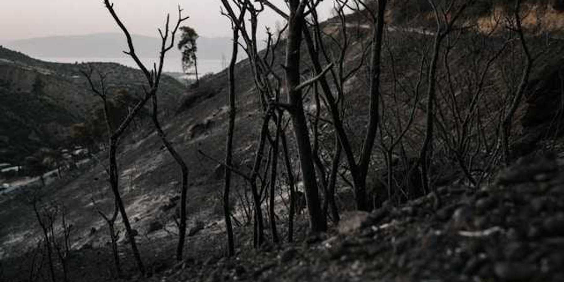 A burned landscape with blackened soil
