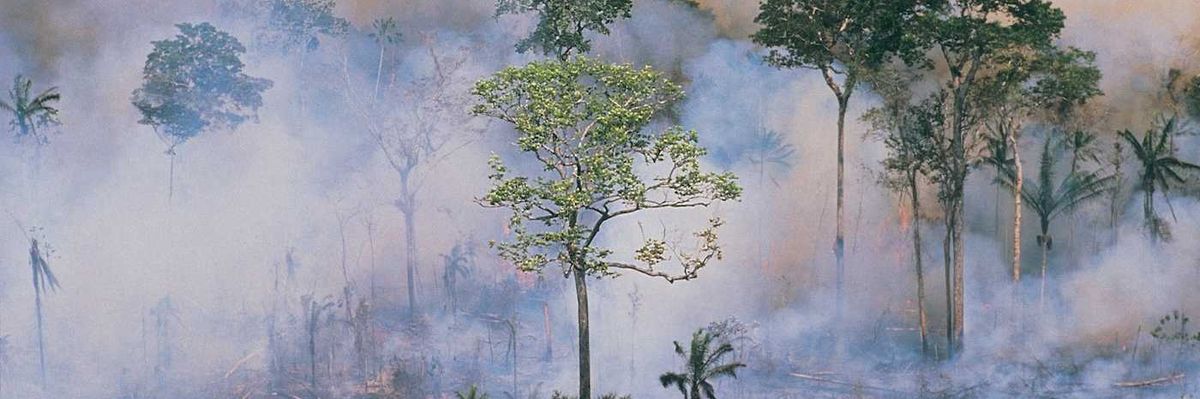 A burning smoke-filled rainforest with some trees standing