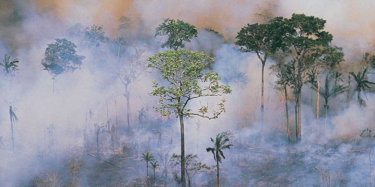 A burning smoke-filled rainforest with some trees standing