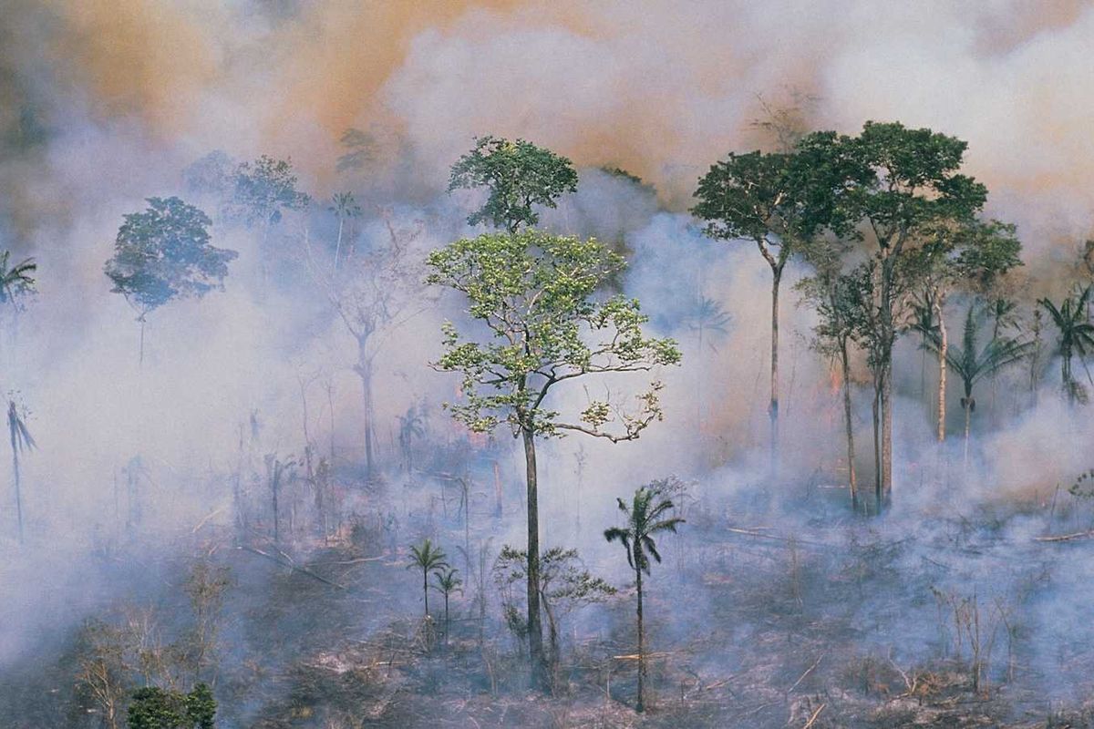 A burning smoke-filled rainforest with some trees standing