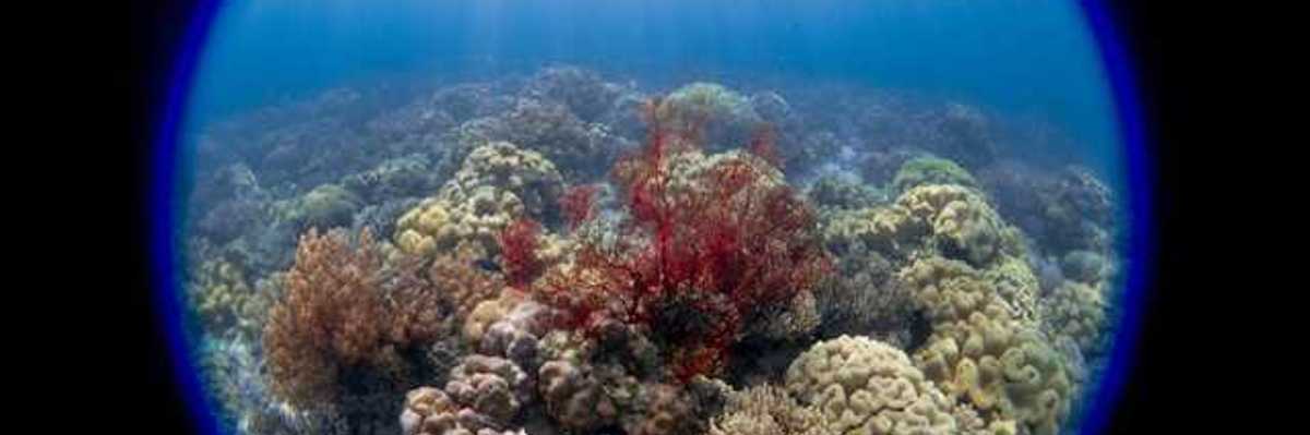 A circular frame of soft and hard corals under water