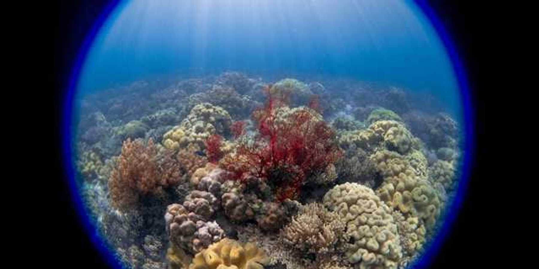A circular frame of soft and hard corals under water
