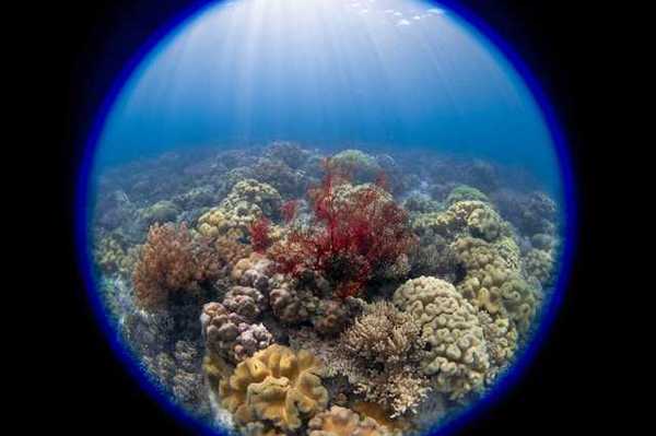 A circular frame of soft and hard corals under water
