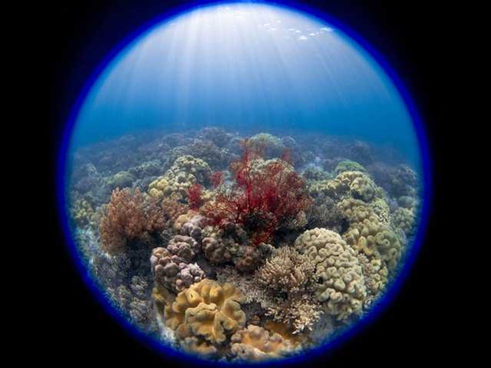 'Slumping' South Korean corals worry divers, scientists studying climate change