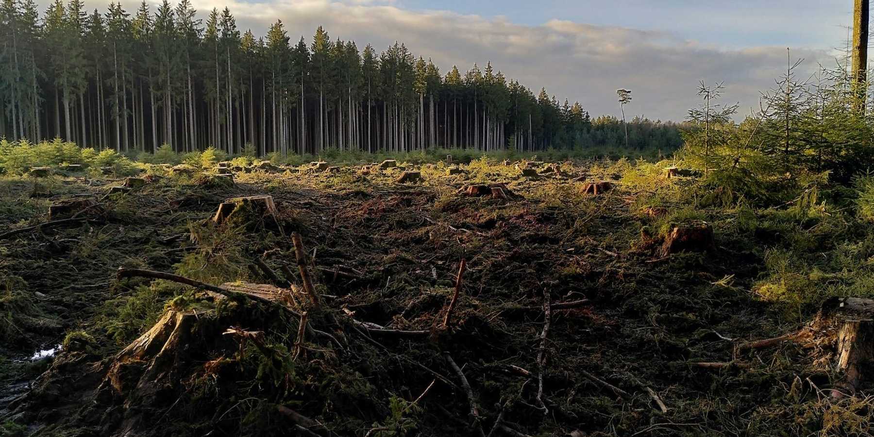 A clearcut forest with stumps, and intact trees on the periphery.