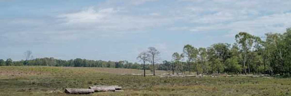 A cleared forest with trees in the background