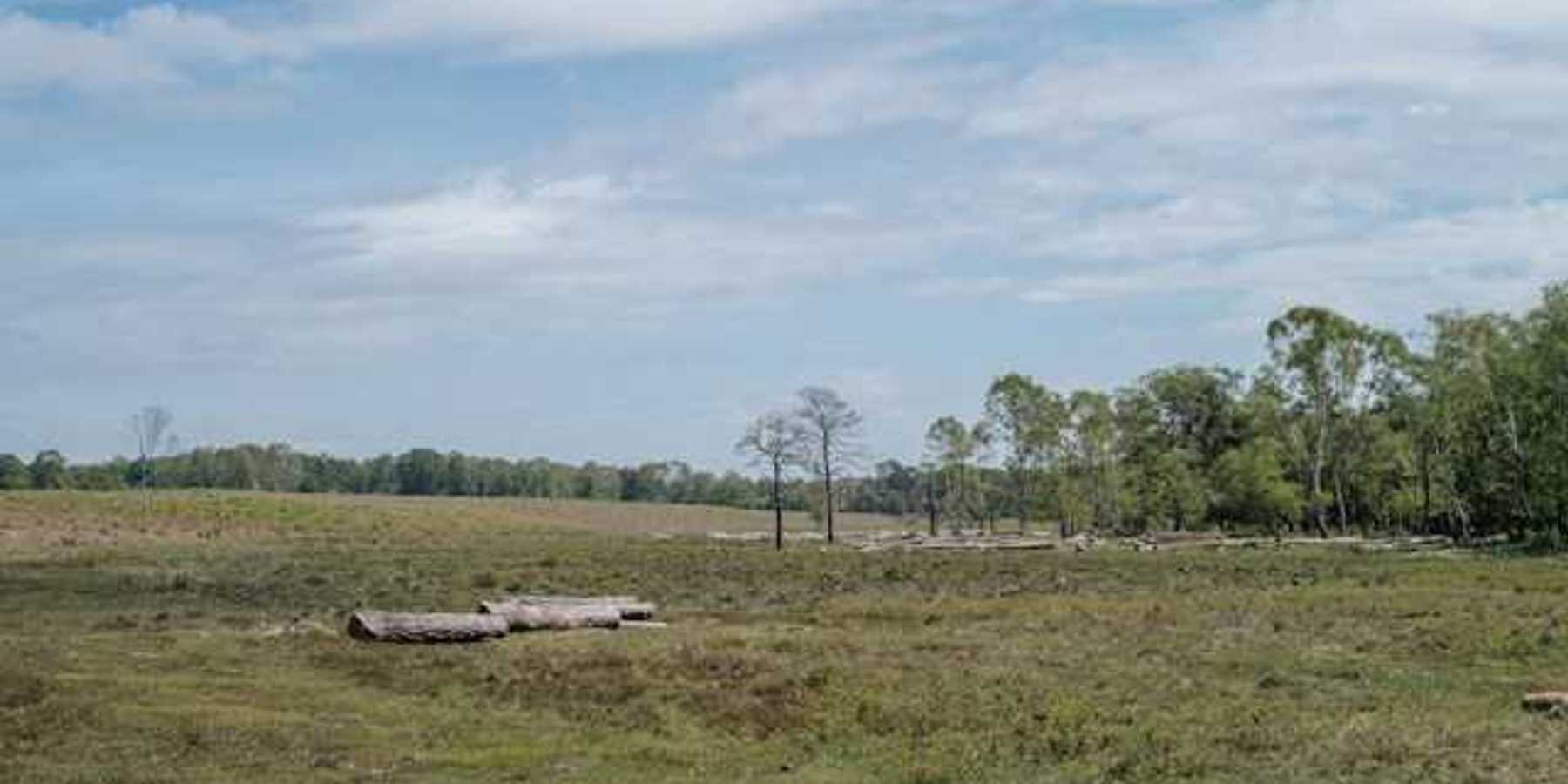 A cleared forest with trees in the background