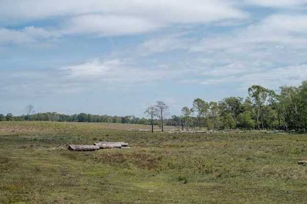 A cleared forest with trees in the background