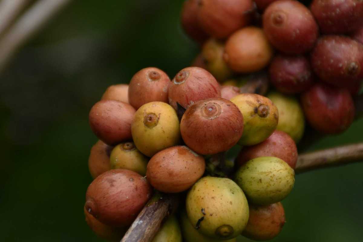 a close up of a bunch of coffee beans on a branch