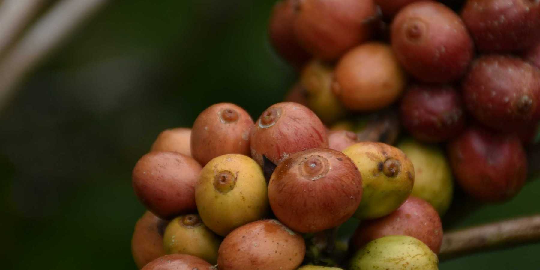 a close up of a bunch of coffee beans on a branch