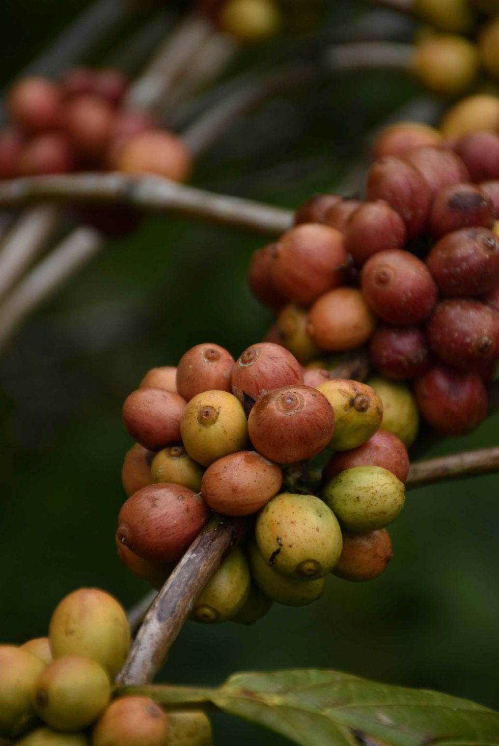 Climate change threatens coffee-growing regions