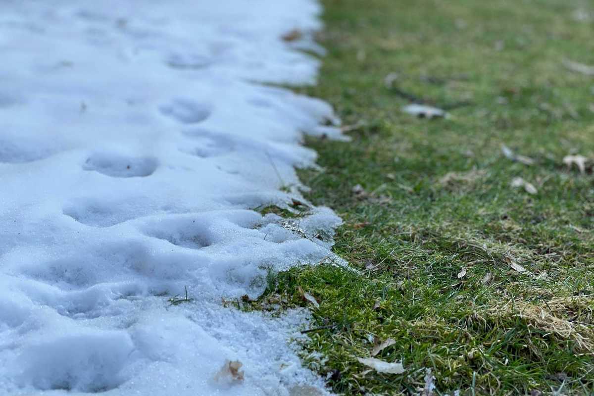 a close up of a grass and snow line