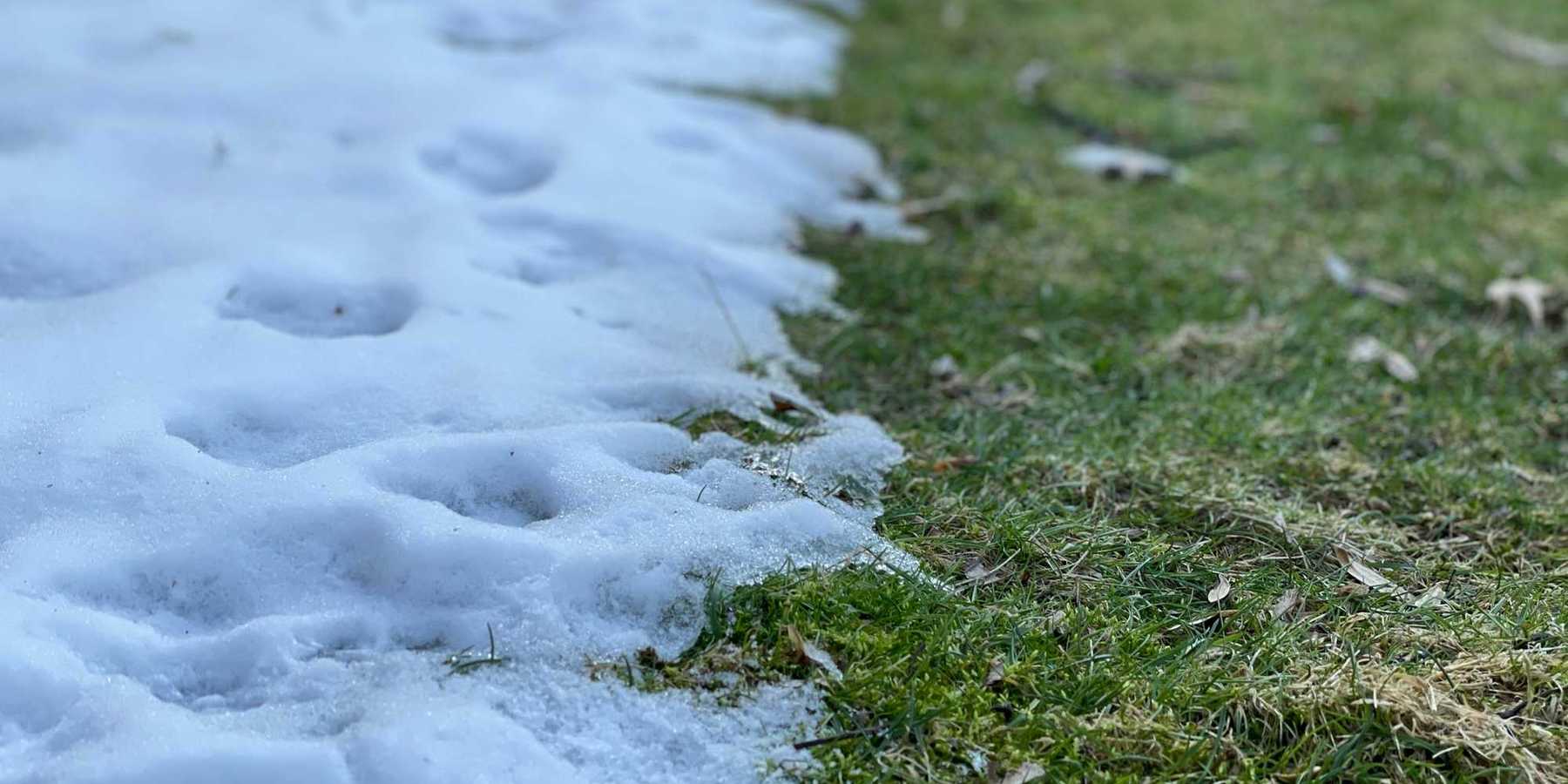 a close up of a grass and snow line