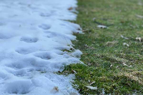 a close up of a grass and snow line