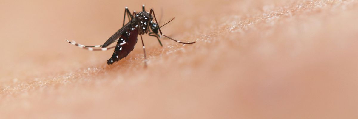 a close up of a mosquito on a human's skin.