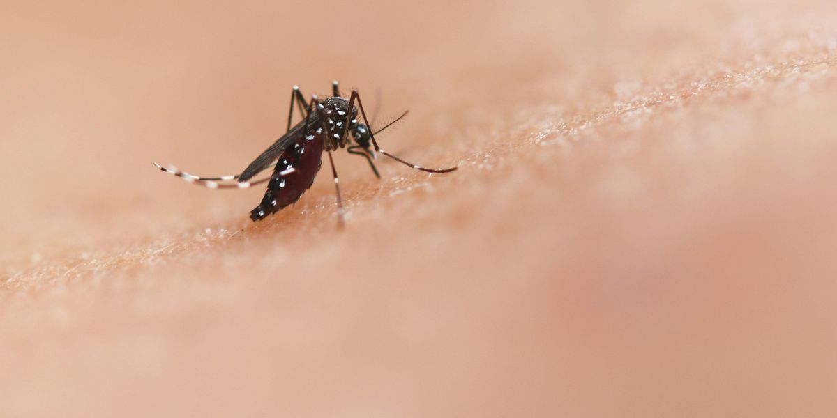 a close up of a mosquito on a human's skin.