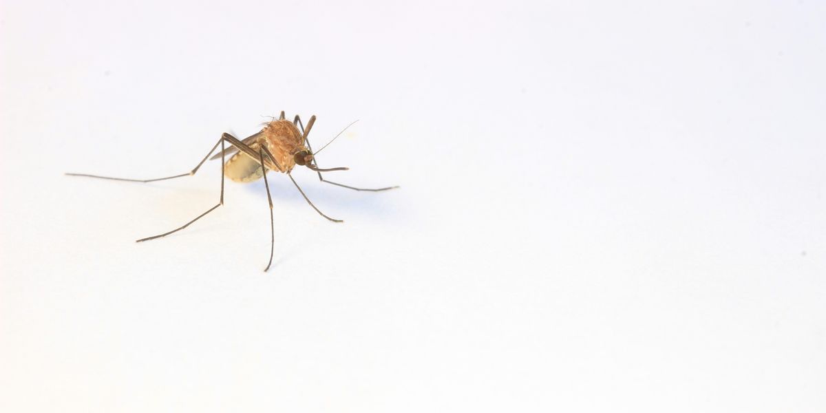 a close up of a mosquito on a white background