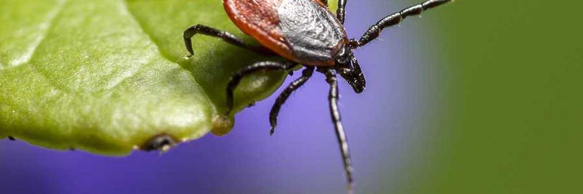 A closeup of a brown insect on a green leaf