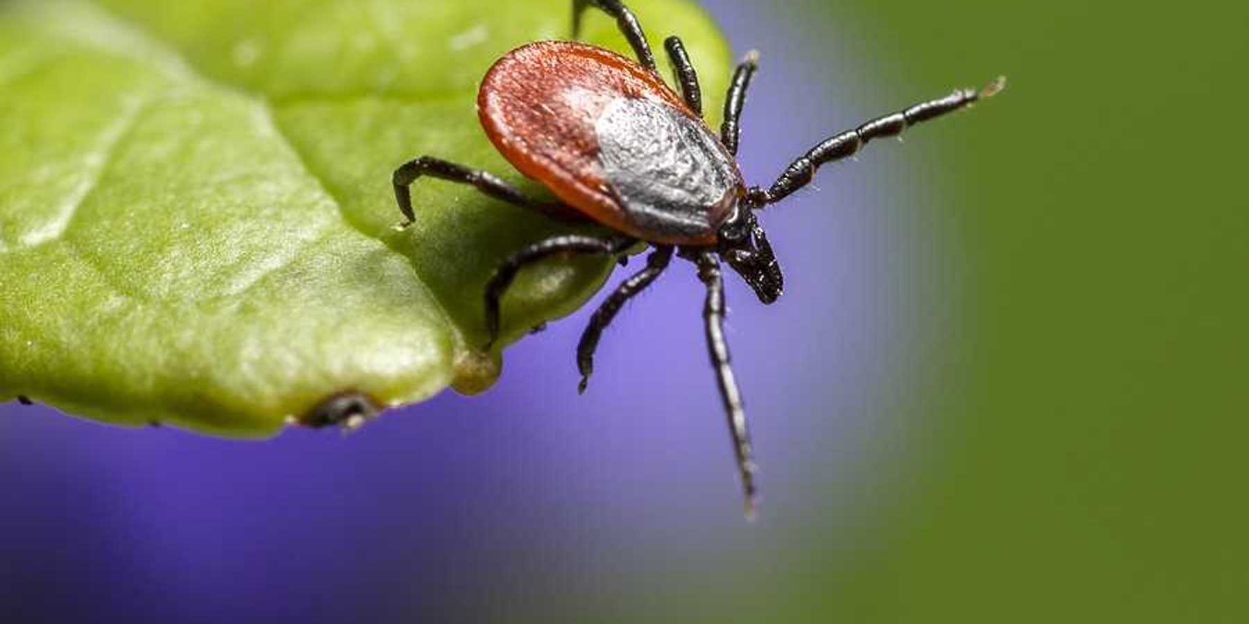 A closeup of a brown insect on a green leaf