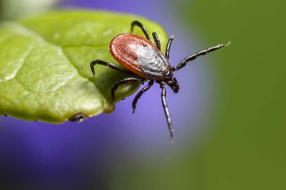Tick populations surge as the climate warms, and farmers bear the brunt