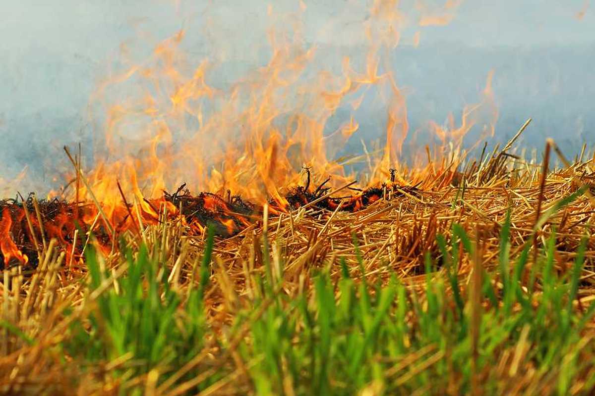 A closeup of a burning farm field