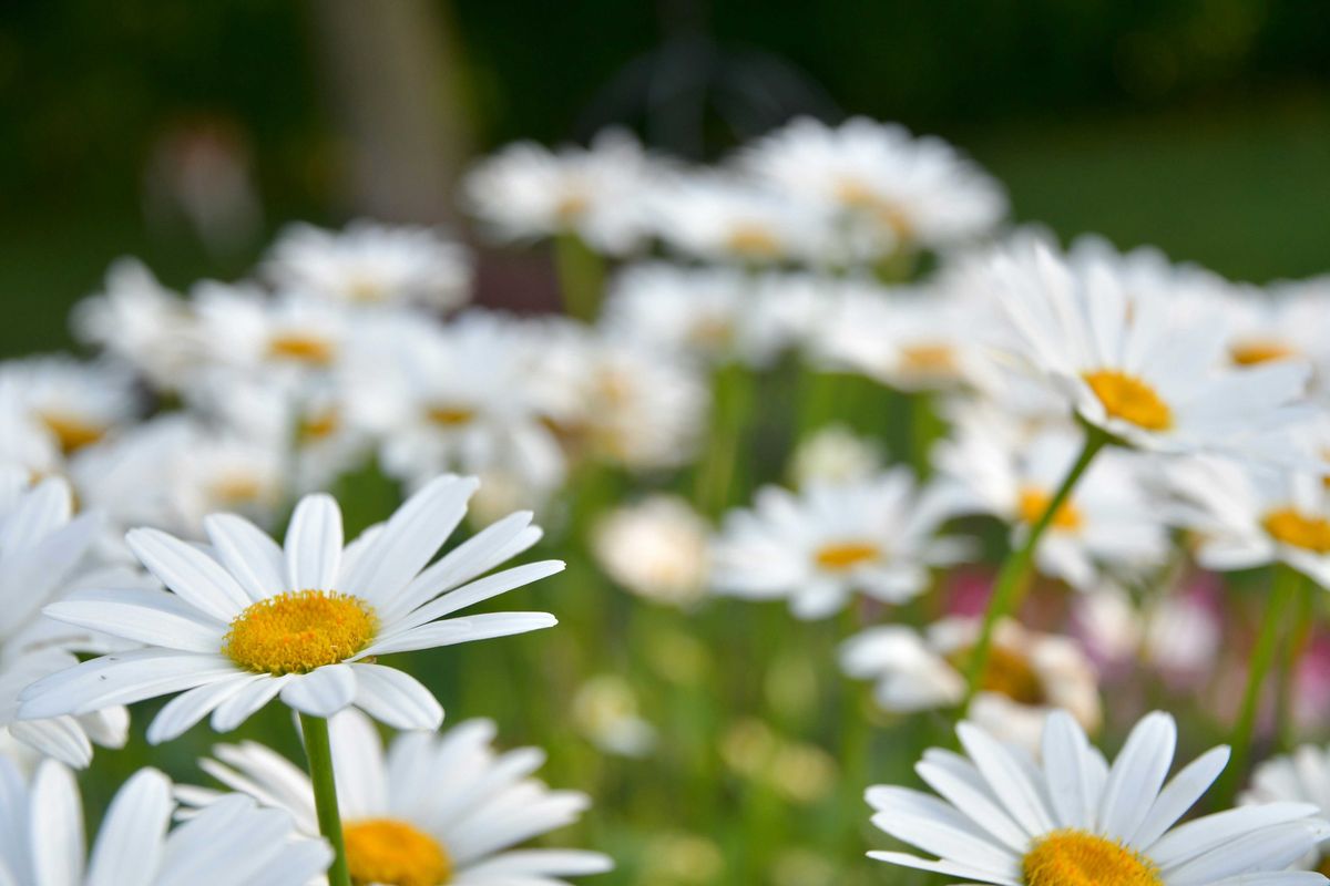 A closeup of a group of white Shasta daisies