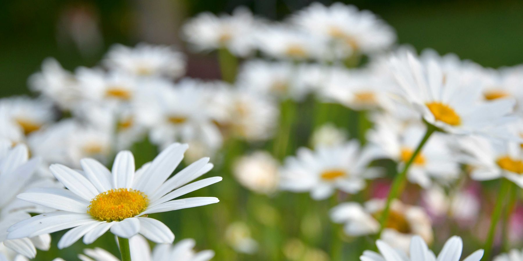 A closeup of a group of white Shasta daisies