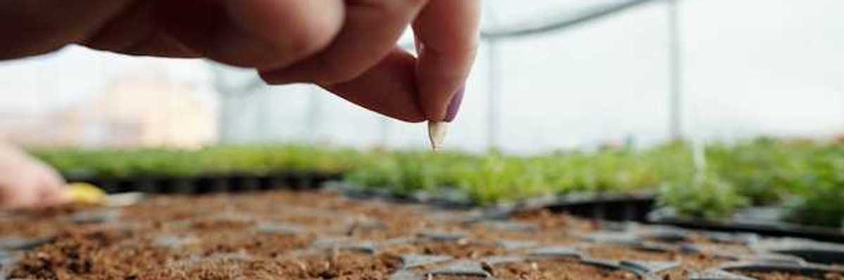 A closeup of a hand putting a seed into a tray full of soil