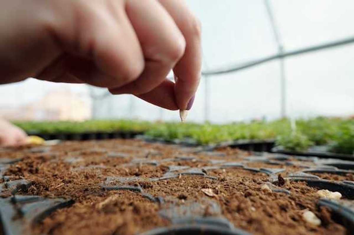 A closeup of a hand putting a seed into a tray full of soil