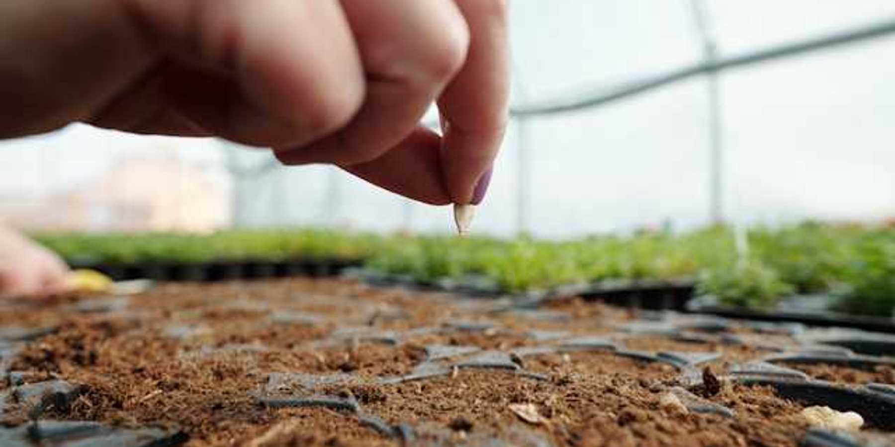 A closeup of a hand putting a seed into a tray full of soil