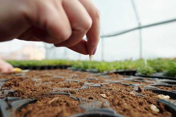 A closeup of a hand putting a seed into a tray full of soil