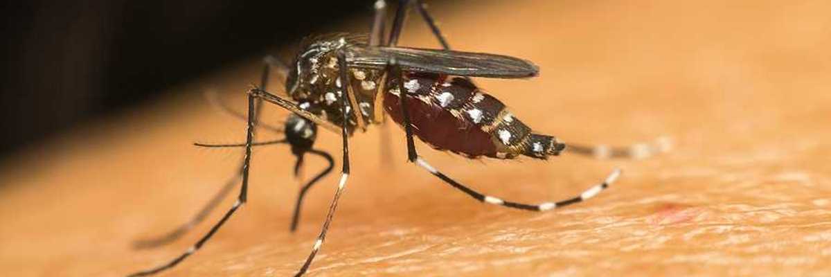 A closeup of a mosquito on a person's skin