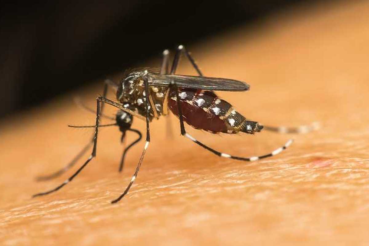 A closeup of a mosquito on a person's skin