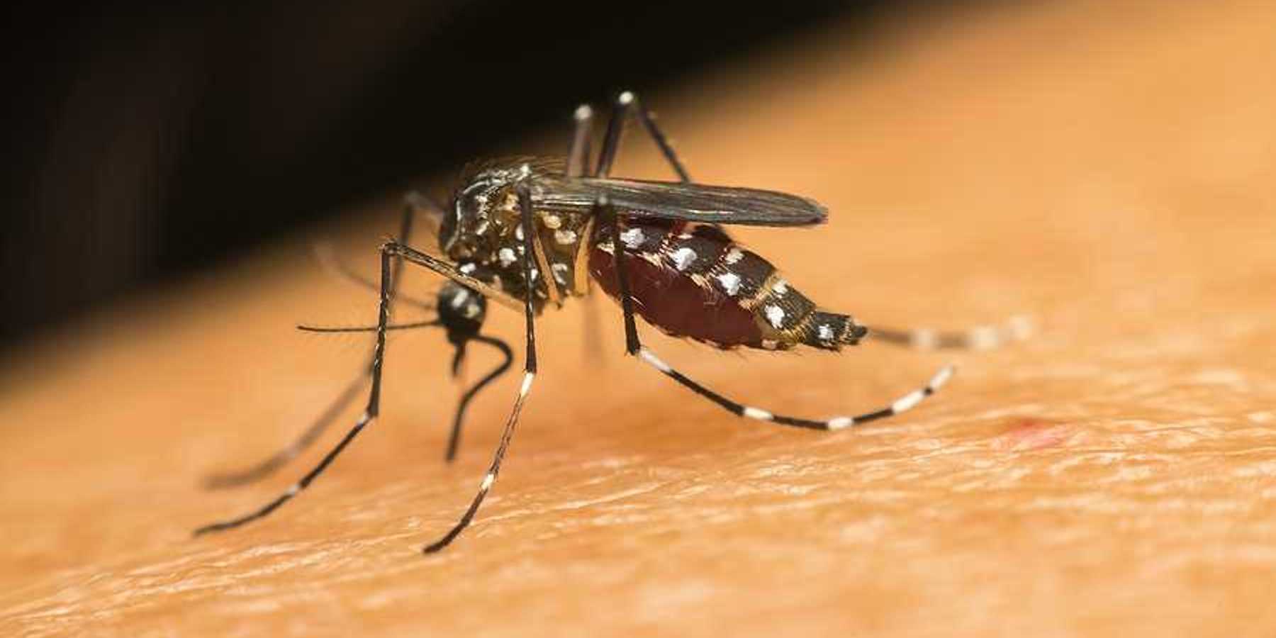 A closeup of a mosquito on a person's skin