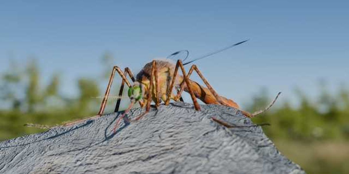 A closeup of a mosquito sitting on a rock