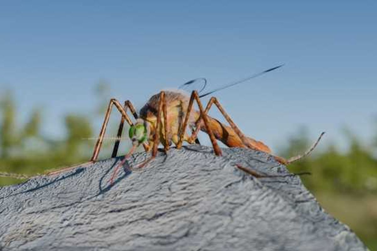 A closeup of a mosquito sitting on a rock