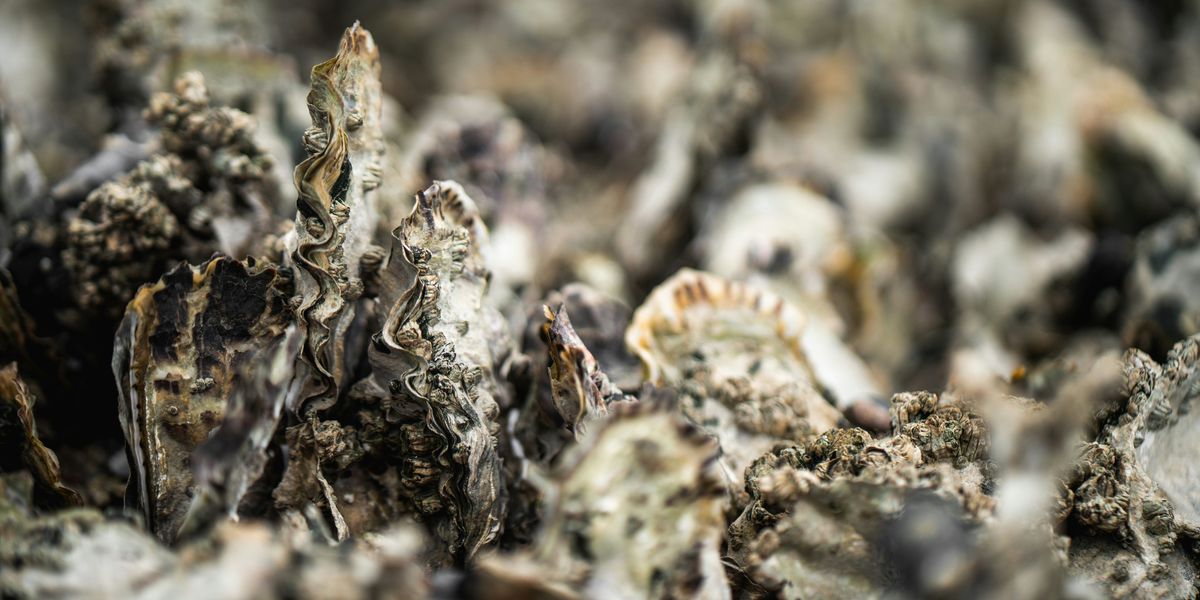 A closeup of a pile of oysters.