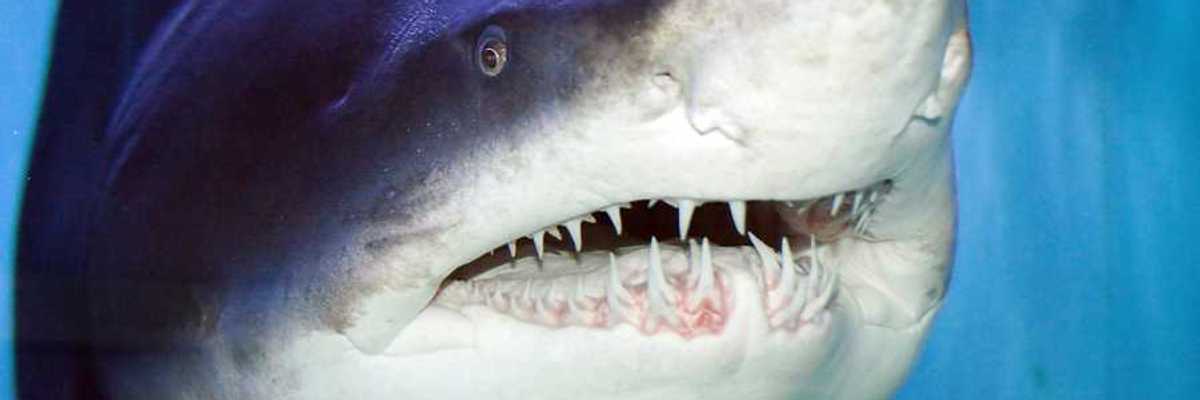 A closeup of a tiger shark with large teeth