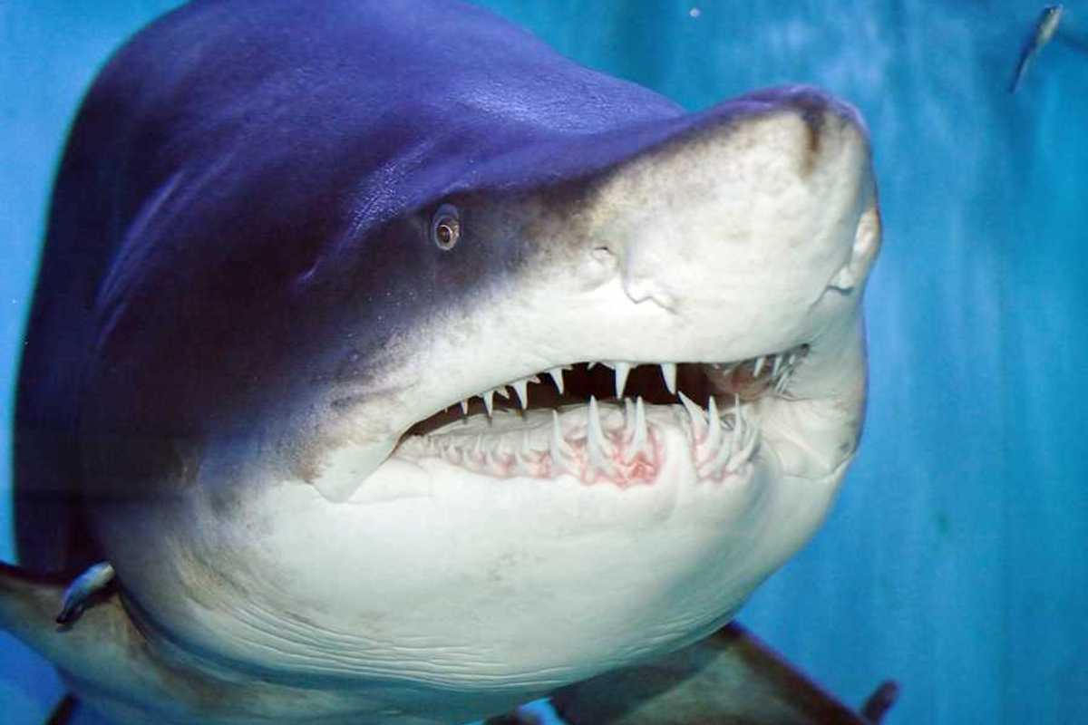 A closeup of a tiger shark with large teeth