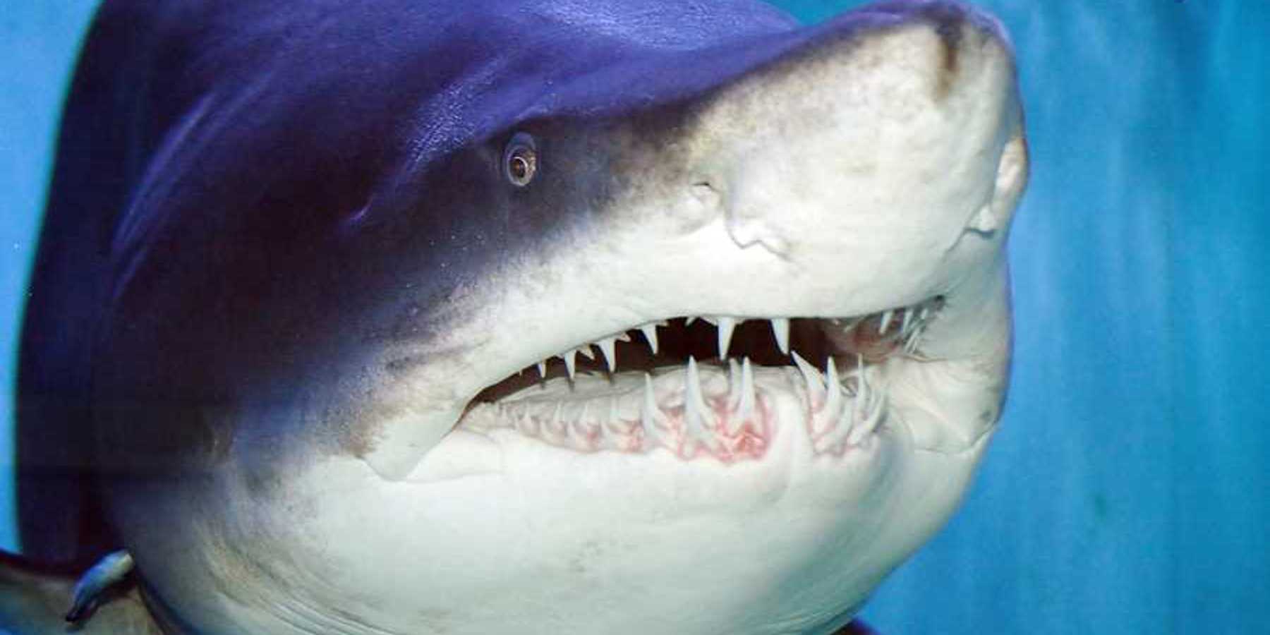 A closeup of a tiger shark with large teeth