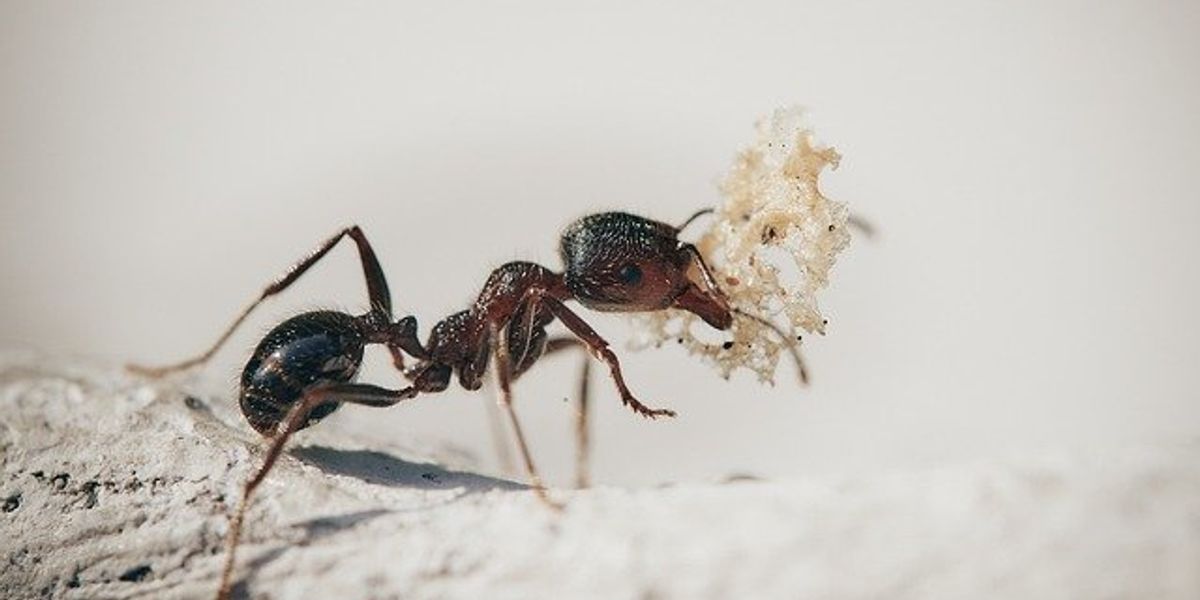 A closeup of an ant carrying white moss.