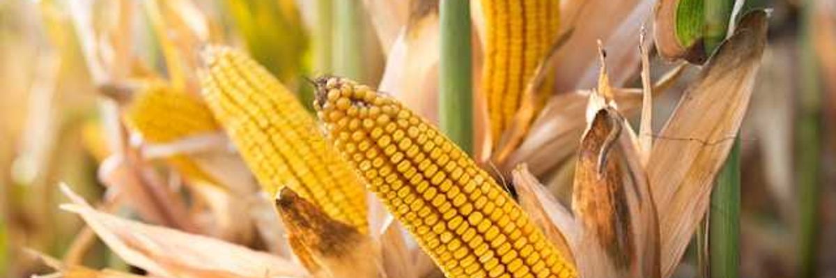 A closeup of corn stalks