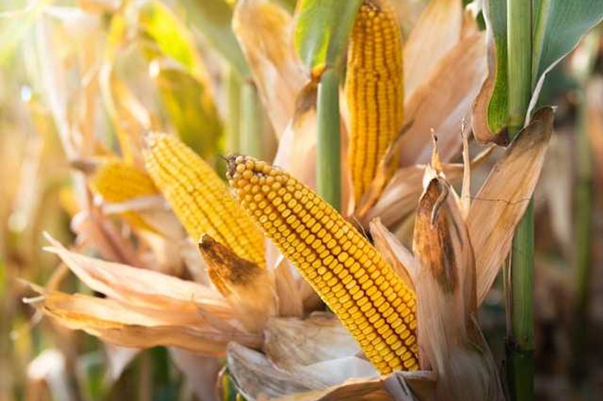 A closeup of corn stalks