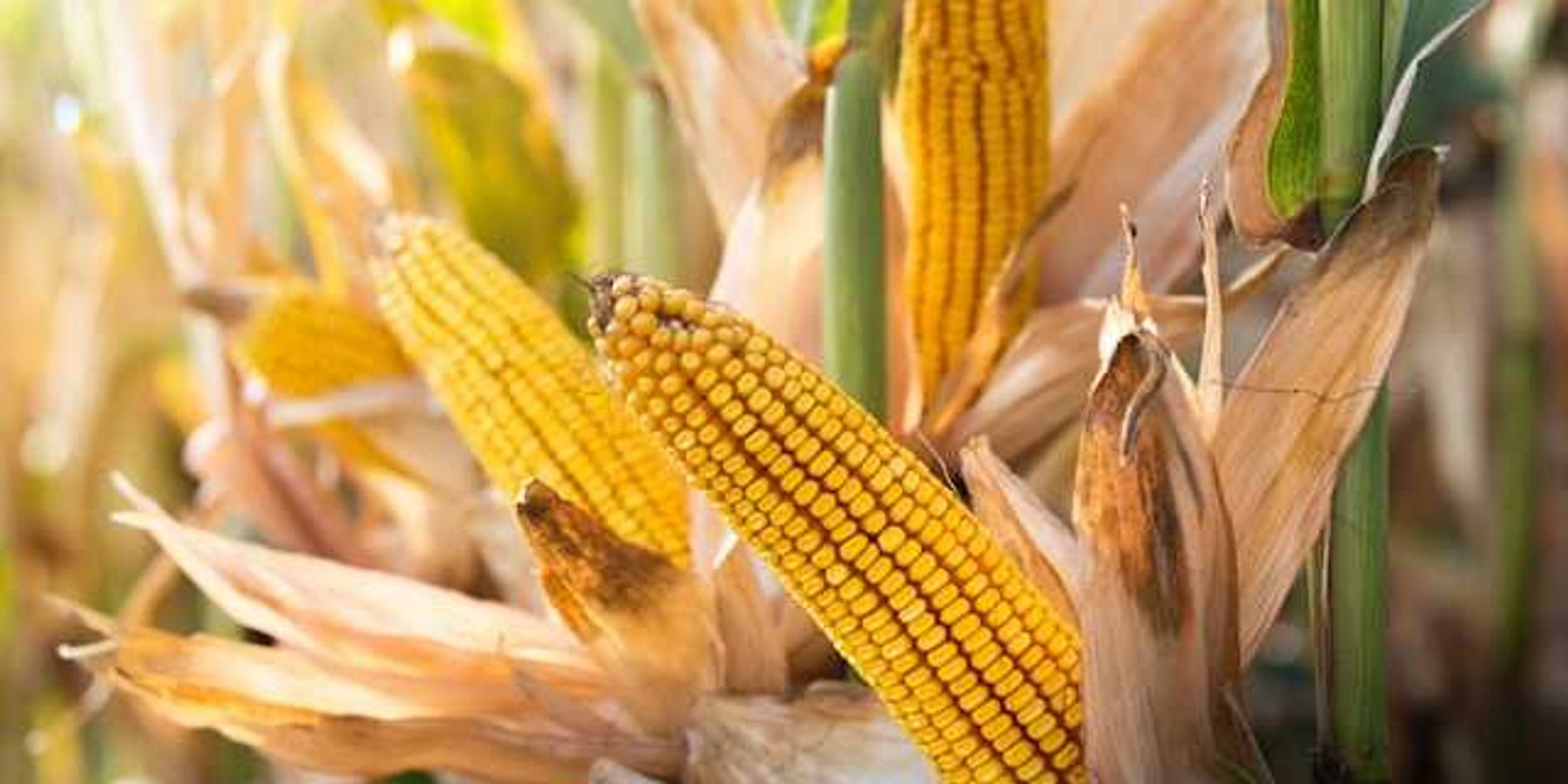 A closeup of corn stalks