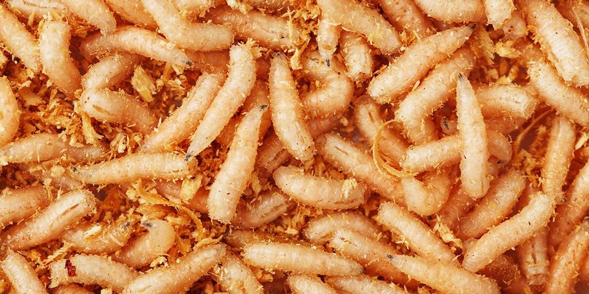 A closeup of fly larvae.