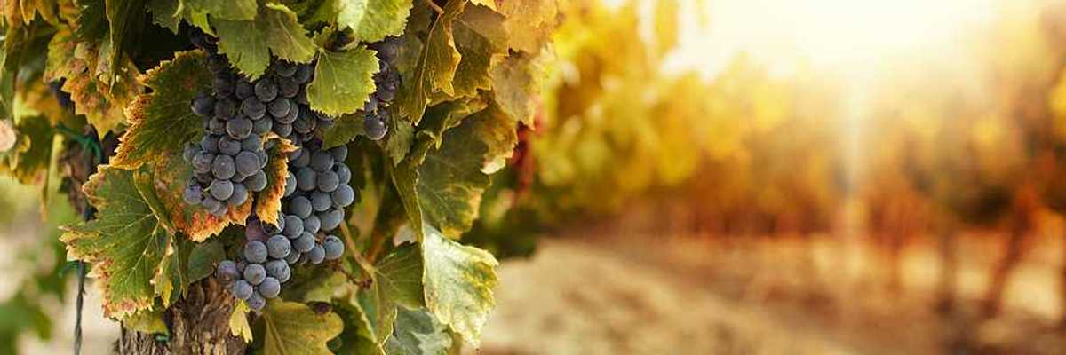 A closeup view of a grapevine with purple grapes hanging from it