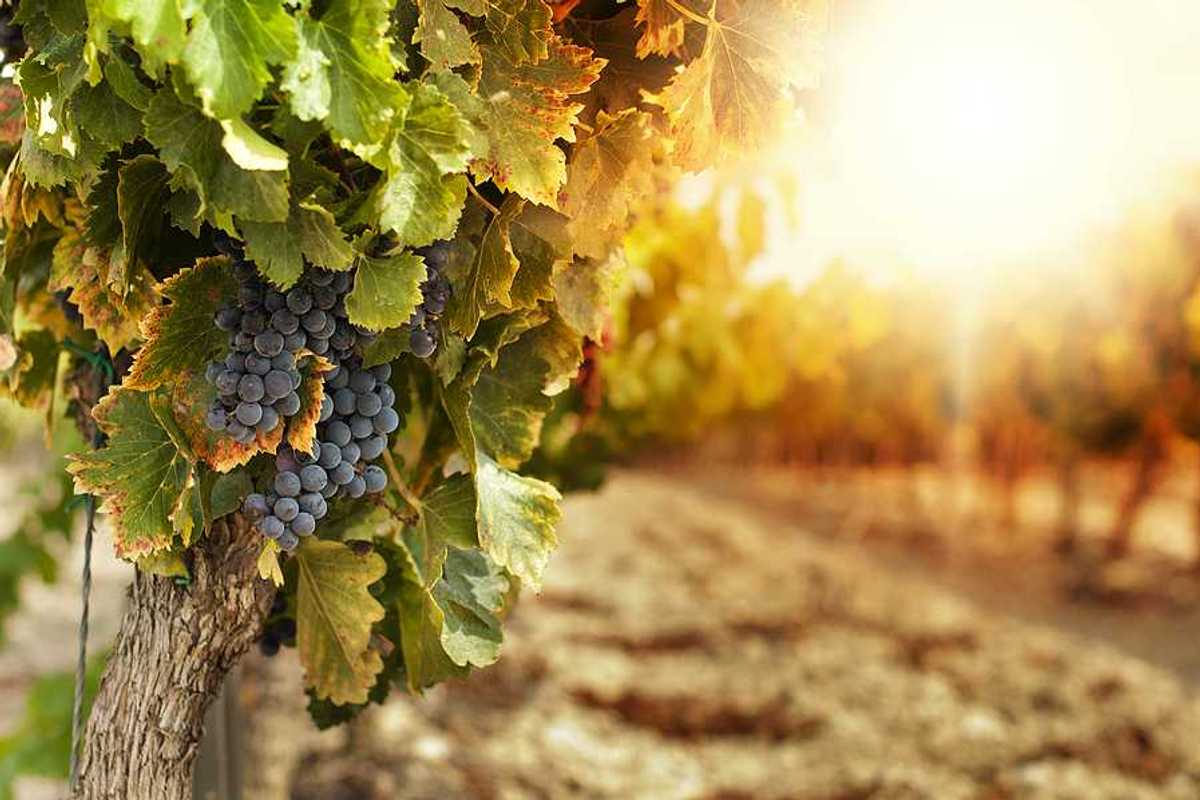 A closeup view of a grapevine with purple grapes hanging from it