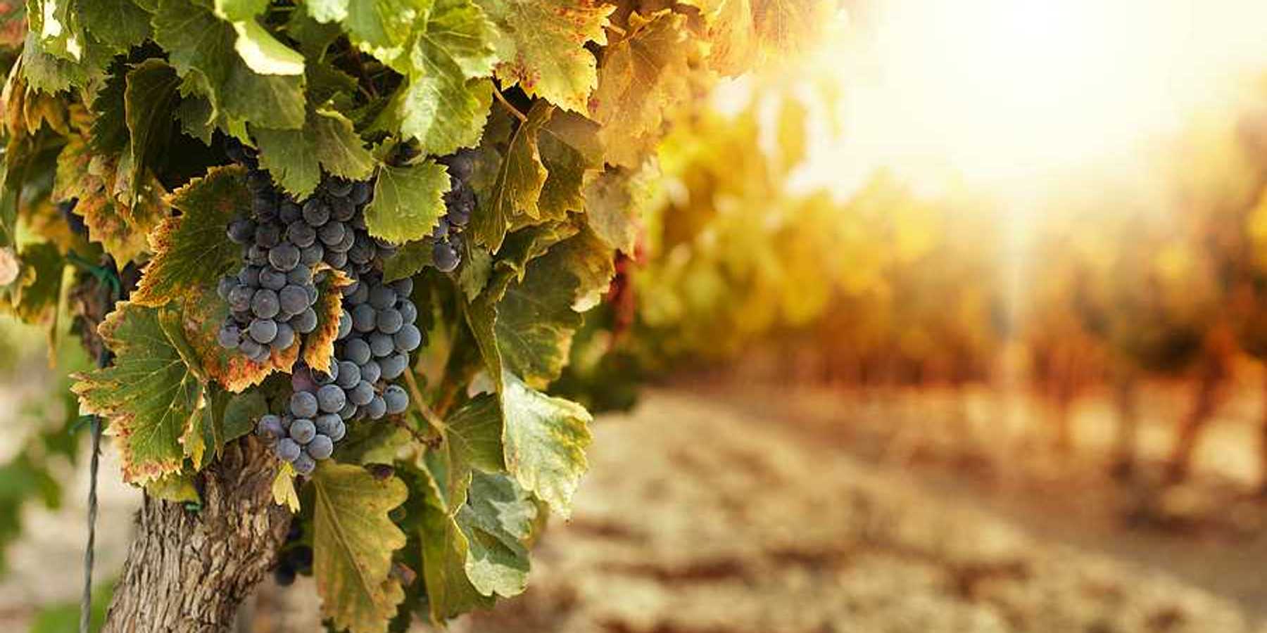 A closeup view of a grapevine with purple grapes hanging from it