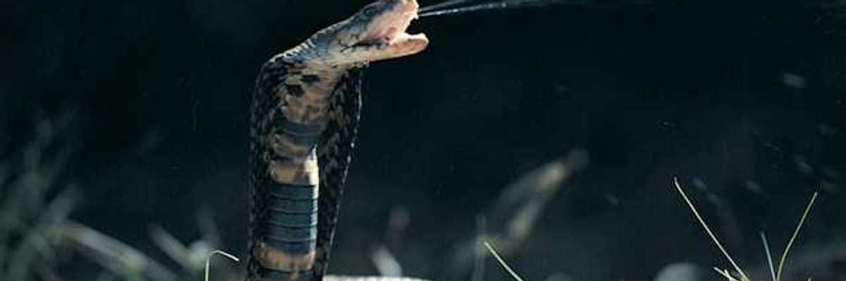A cobra coiled on the ground with its mouth open