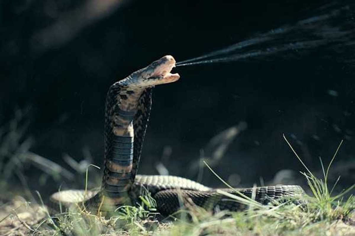 A cobra coiled on the ground with its mouth open